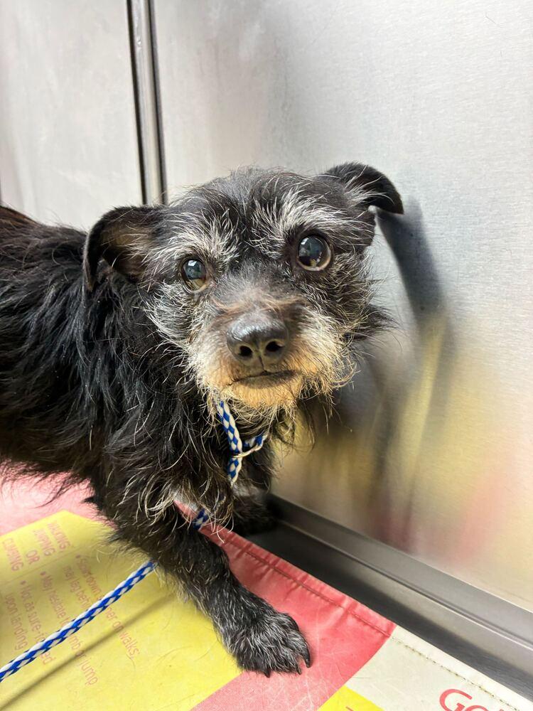 Enlarge Ozzy, a Adoptable Terrier in Marietta, GA image 2/2