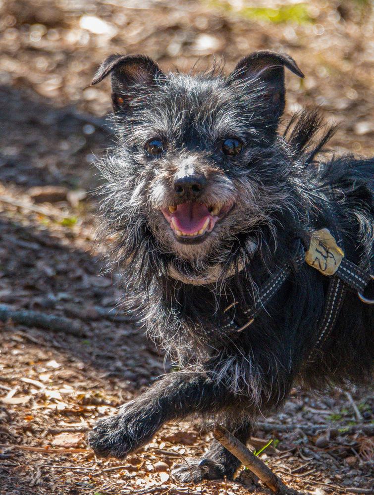 Enlarge Ozzy, a Adoptable Terrier in Marietta, GA image 4/6