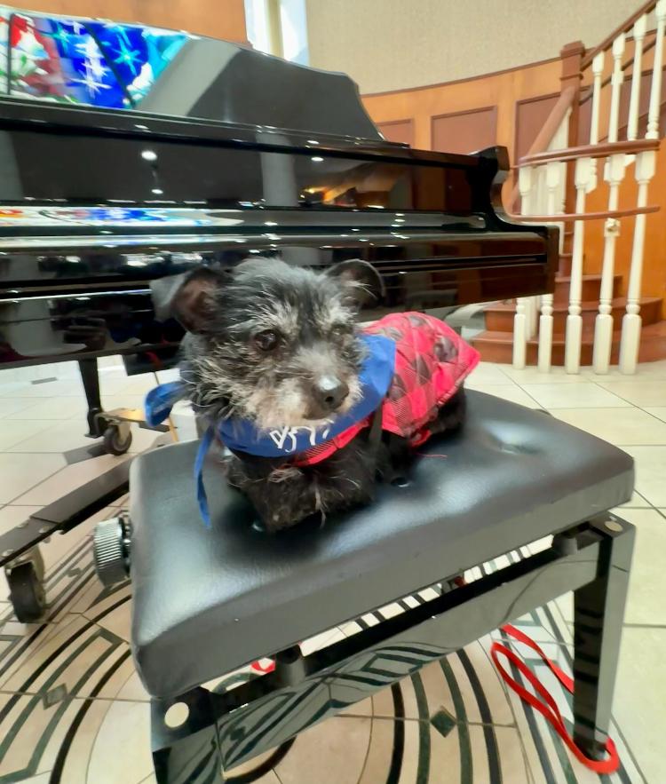 Enlarge Ozzy, a Adoptable Terrier in Marietta, GA image 5/6