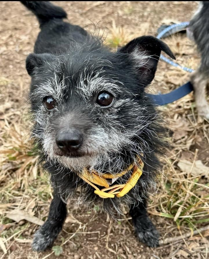 Enlarge Ozzy, a Adoptable Terrier in Marietta, GA image 6/6