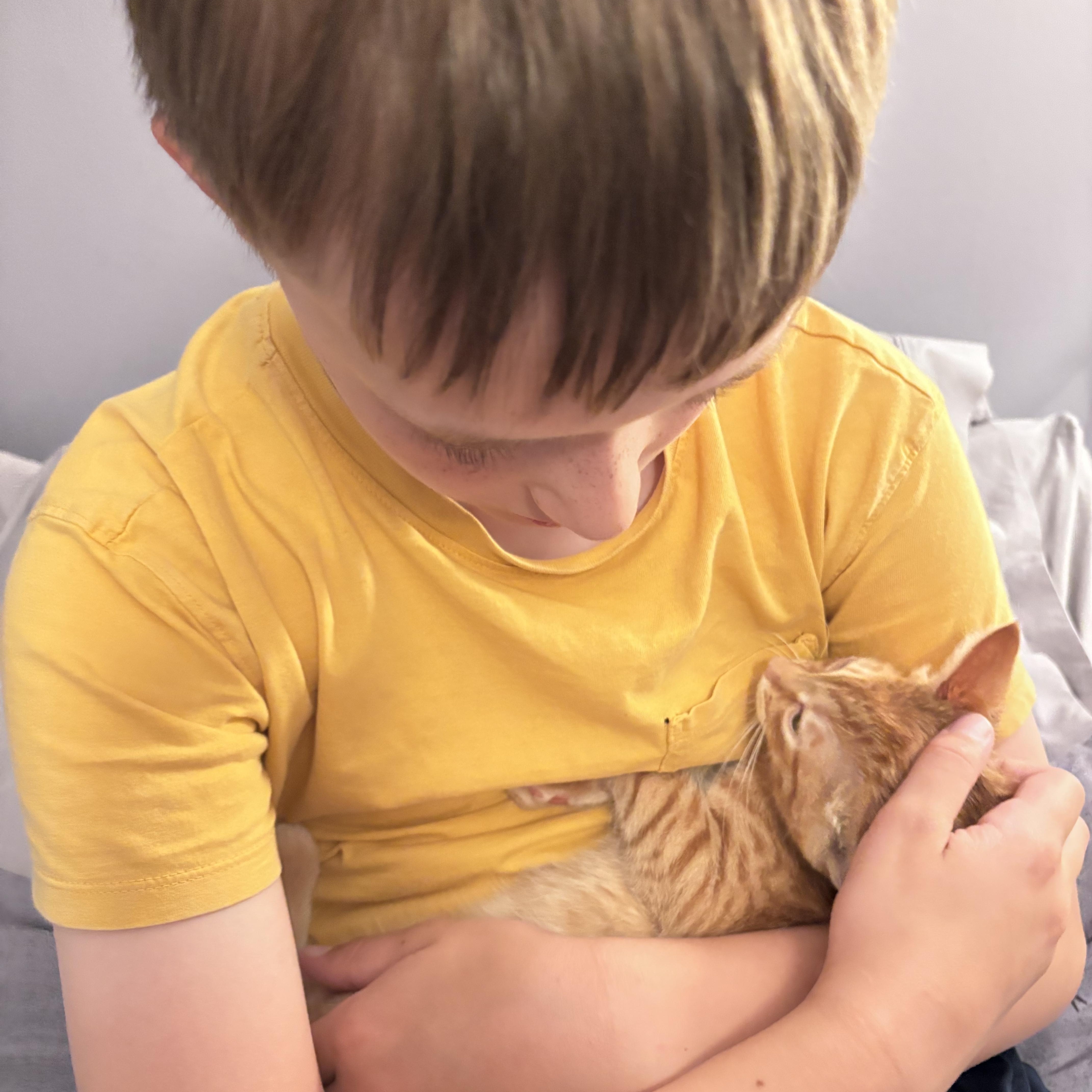 Smokey, an adopted Domestic Short Hair in Beltsville, MD image 3/6