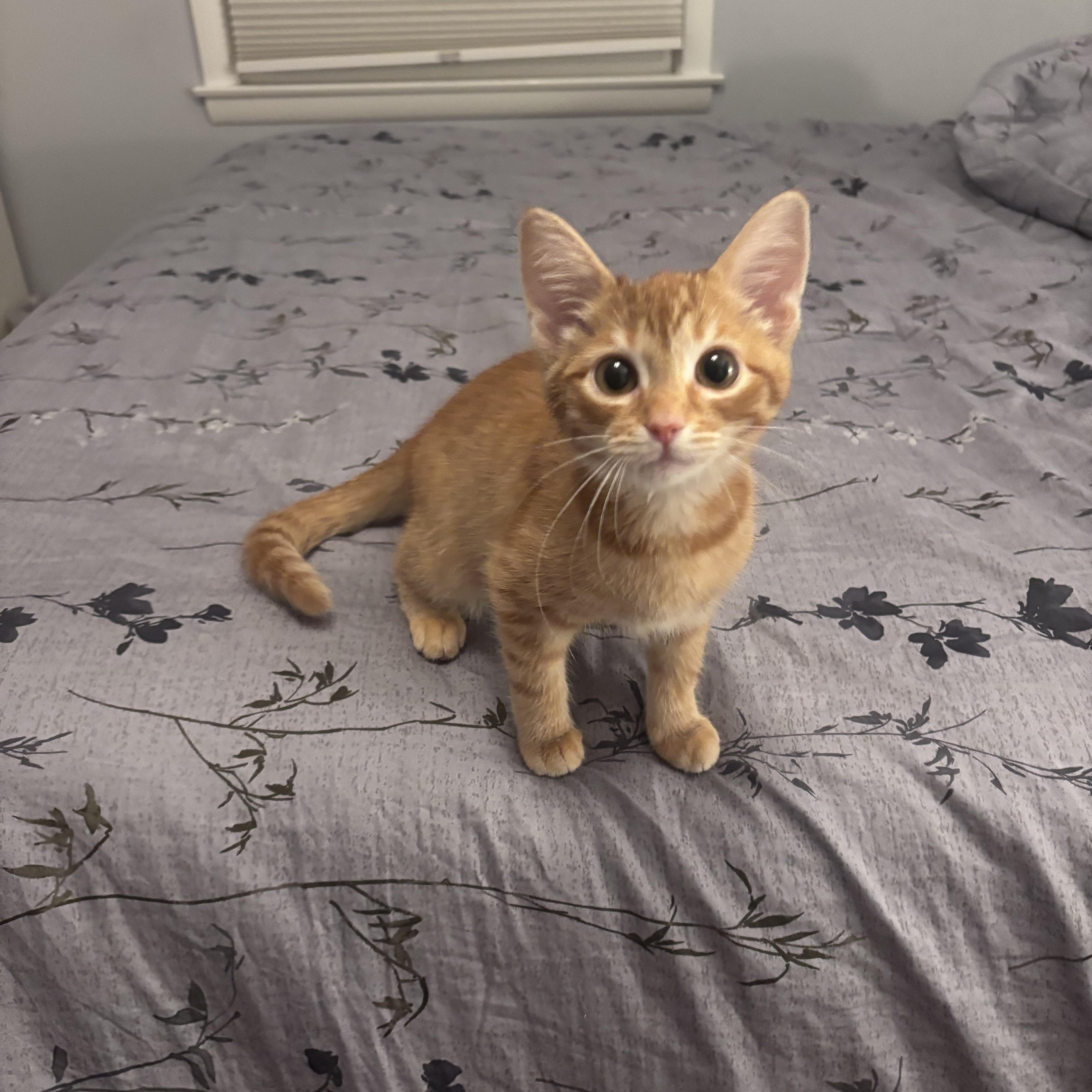 Smokey, adopted, Kitten Female Domestic Short Hair.
