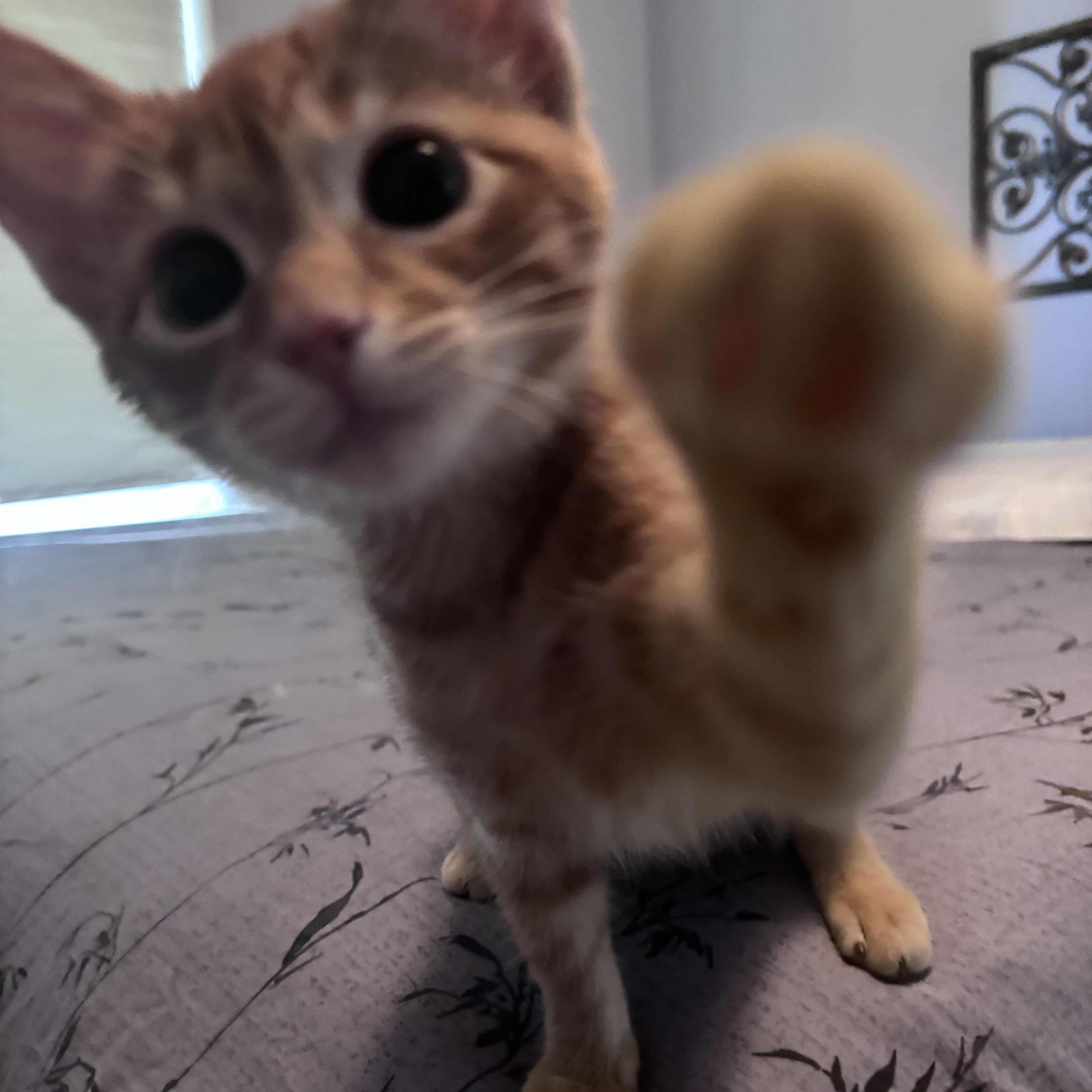 Smokey, an adopted Domestic Short Hair in Beltsville, MD image 2/6