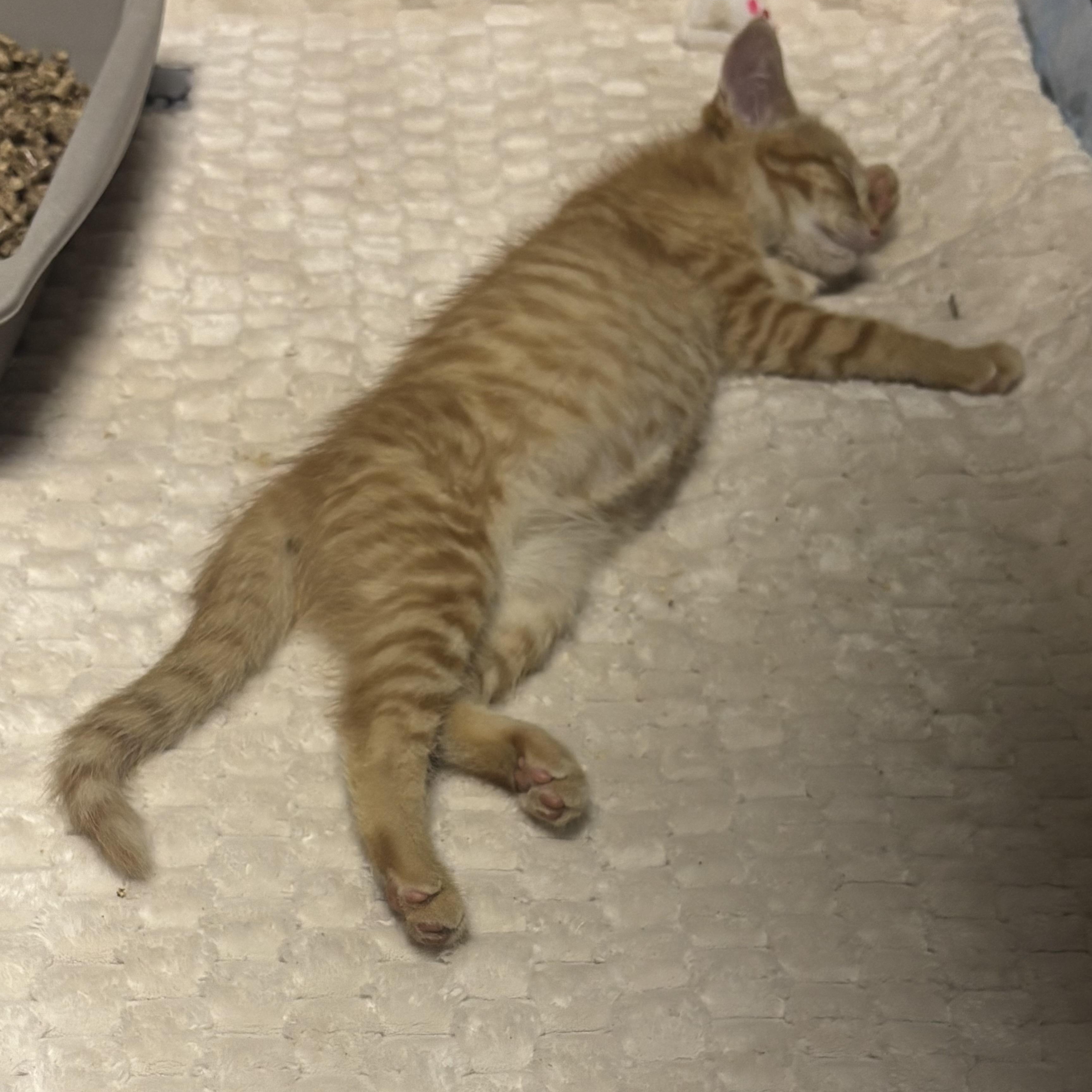 Smokey, an adopted Domestic Short Hair in Beltsville, MD image 5/6
