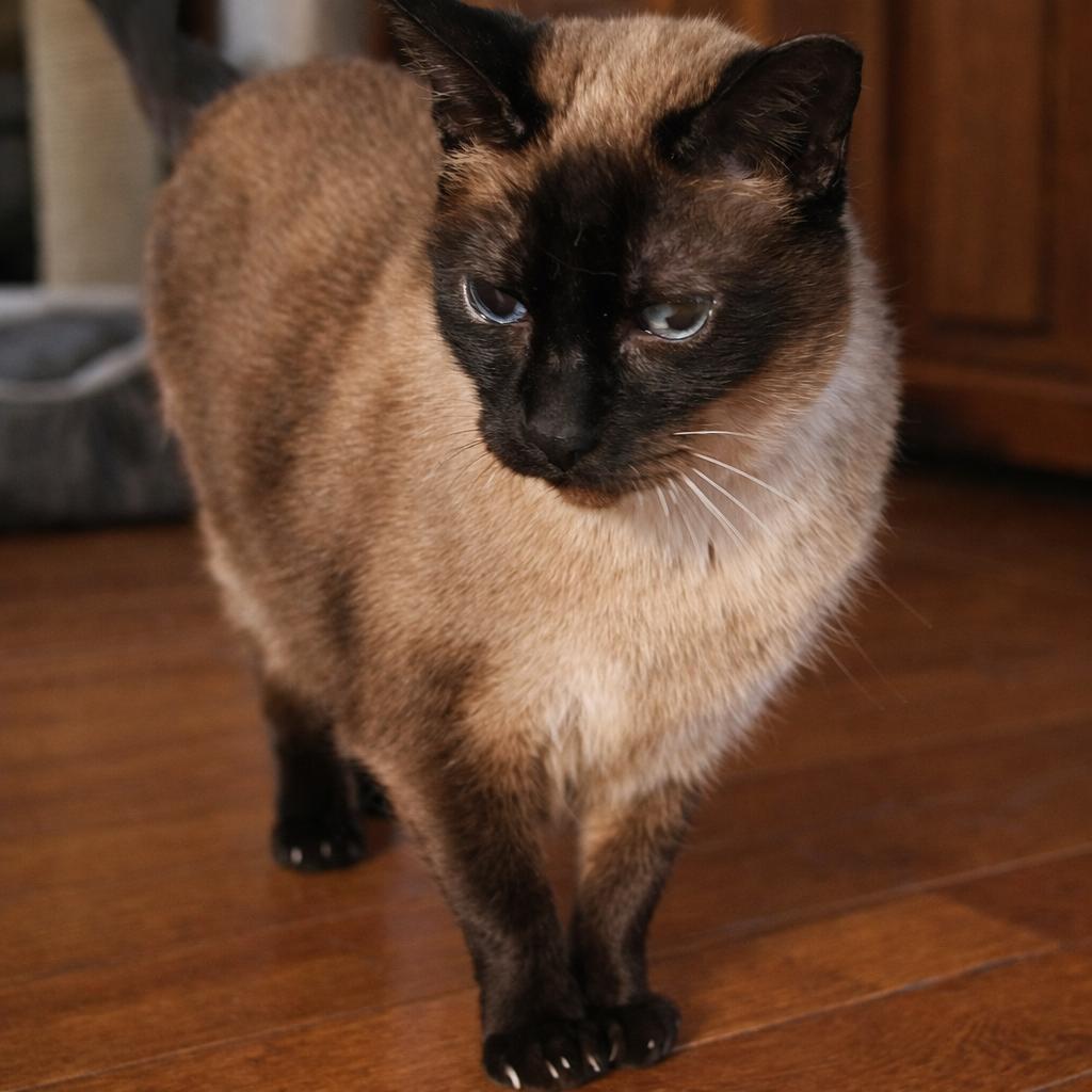 SABRINA, ADOPTABLE, Senior Female Siamese.