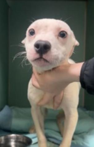 Enlarge Wilson, a Adoptable mixed breed in New York, NY image 1/1