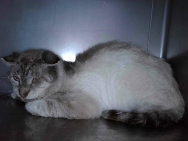 SHIBA, Adoptable, Senior Male Domestic Short Hair & Domestic Short Hair.