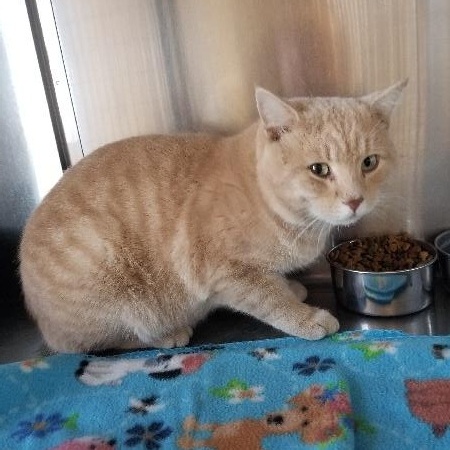 CHESTER, ADOPTABLE, Adult Male Domestic Short Hair.