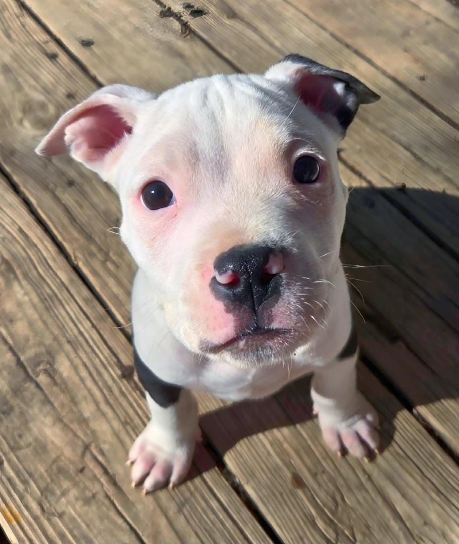 Enlarge Eddy, an adopted Pit Bull Terrier in Kansas City, MO image 3/4