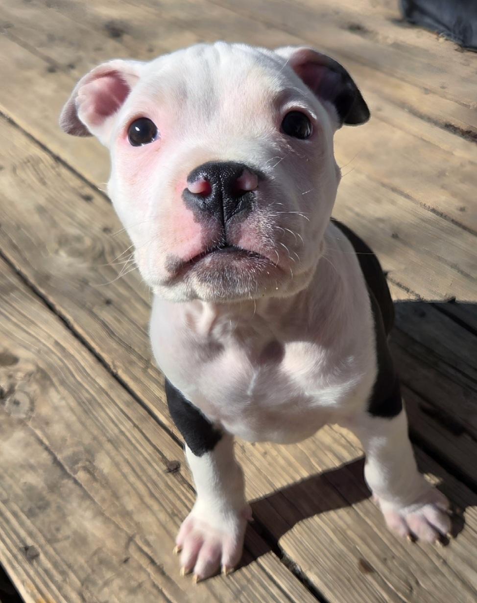Enlarge Eddy, an adopted Pit Bull Terrier in Kansas City, MO image 4/4