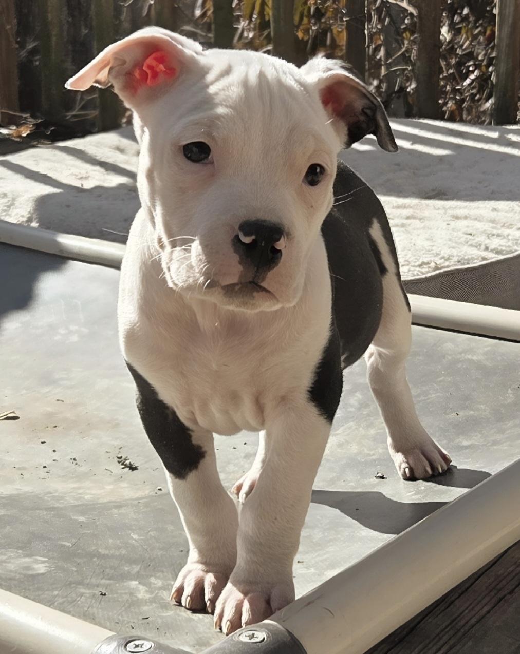 Enlarge Eddy, an adopted Pit Bull Terrier in Kansas City, MO image 2/4