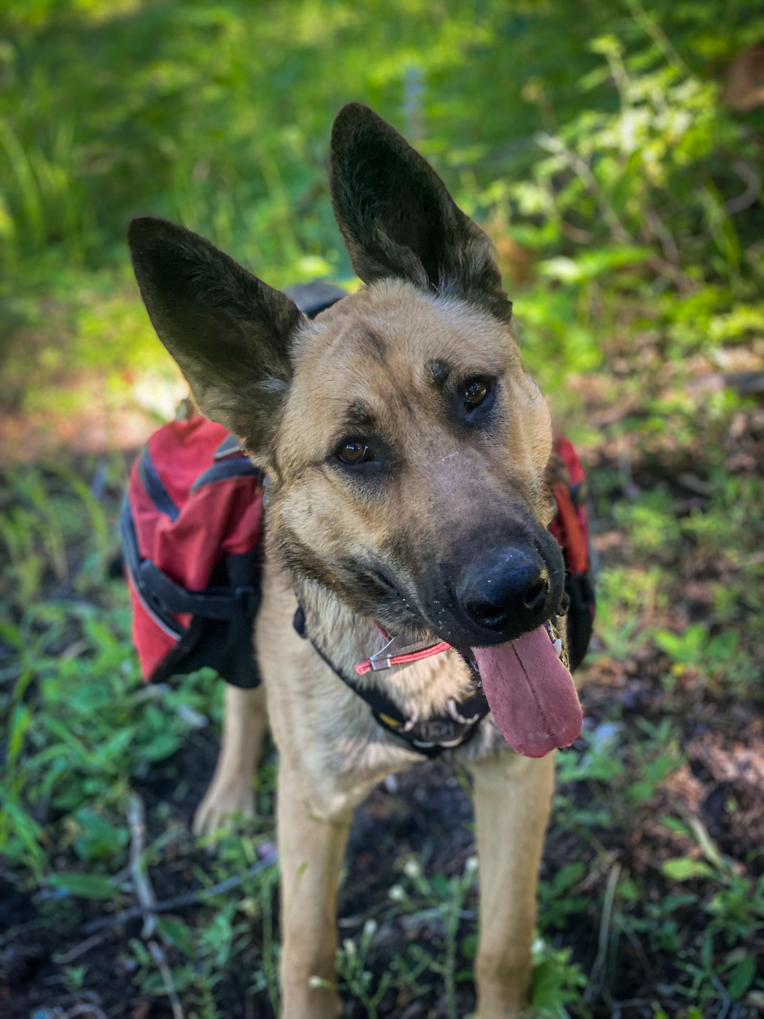 Enlarge Krash, a Adoptable mixed breed in Hood River, OR image 3/5