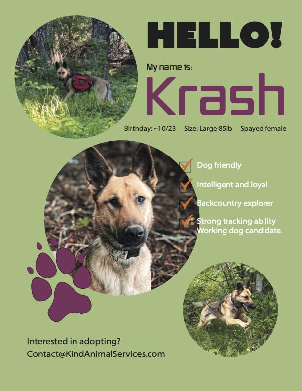 Enlarge Krash, a Adoptable mixed breed in Hood River, OR image 1/5