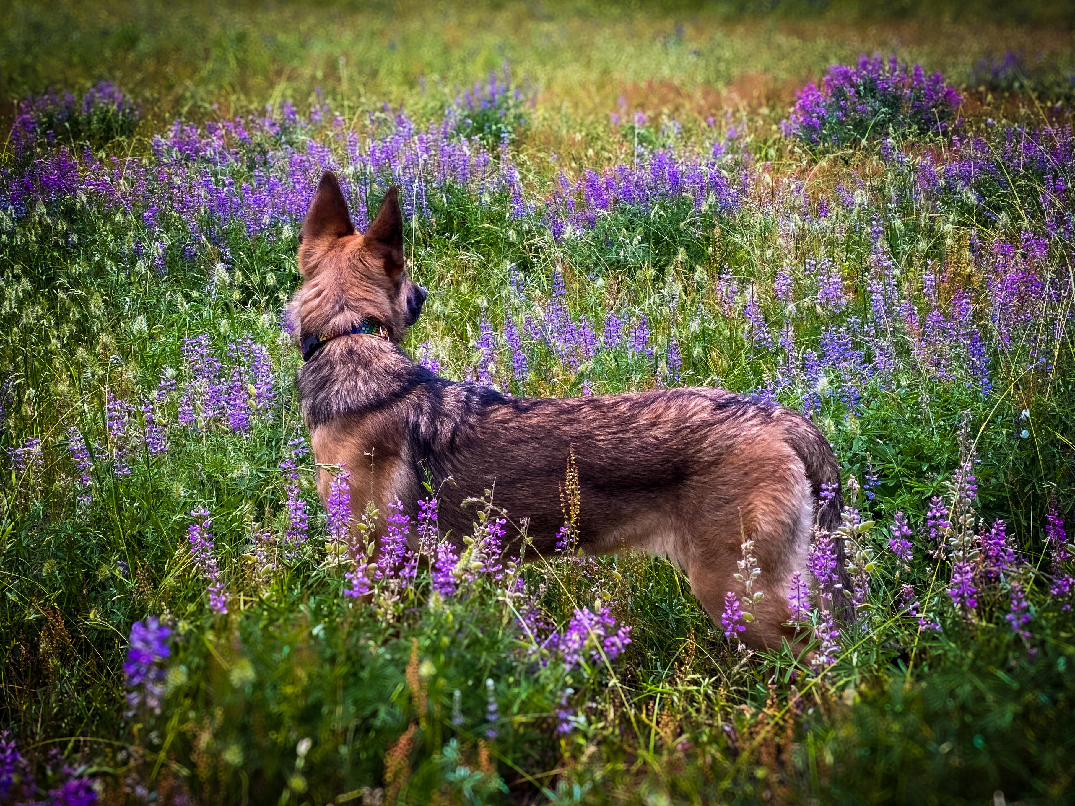 Enlarge Krash, a Adoptable mixed breed in Hood River, OR image 4/5