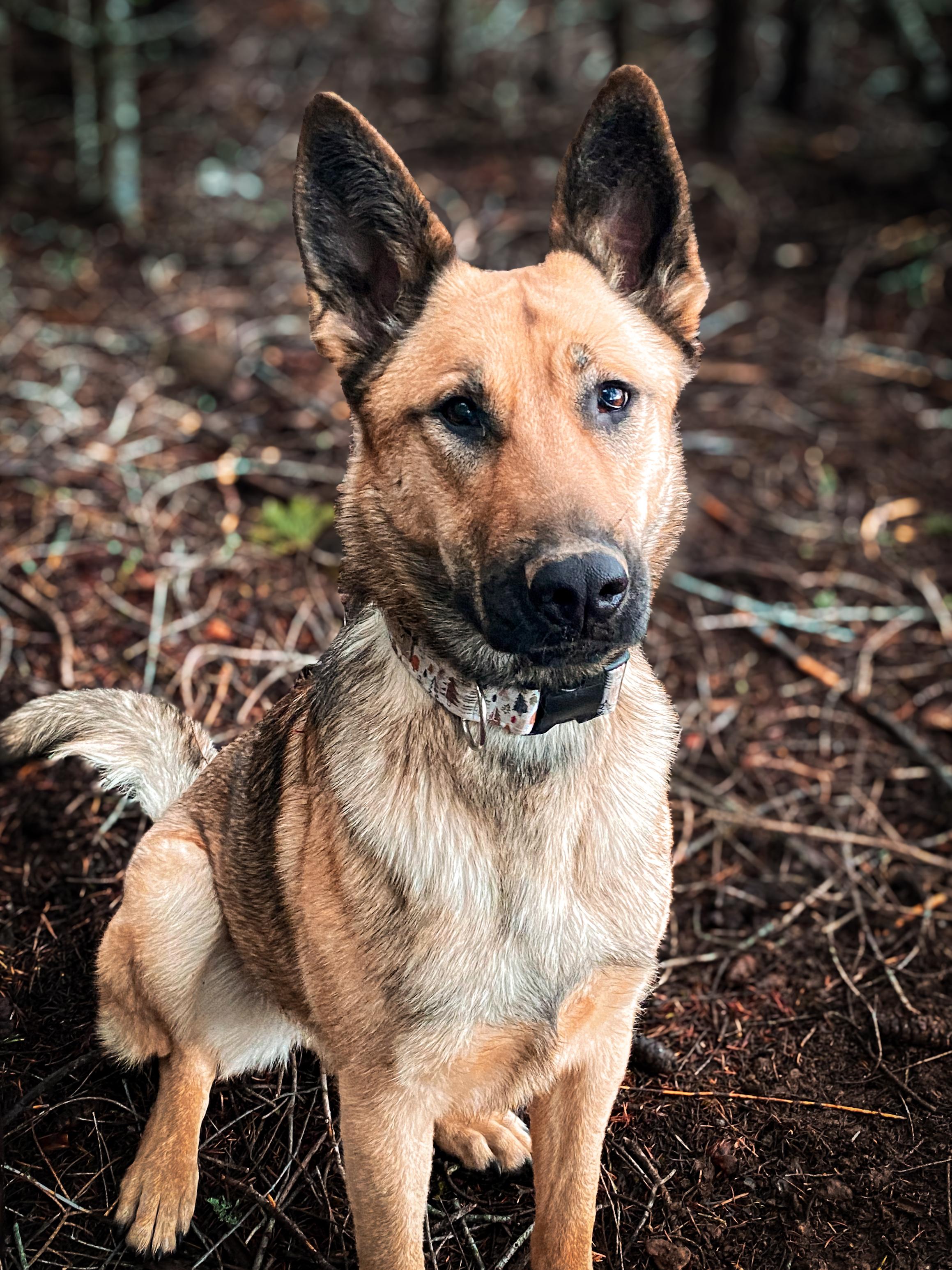 Krash, Young Female German Shepherd Dog
