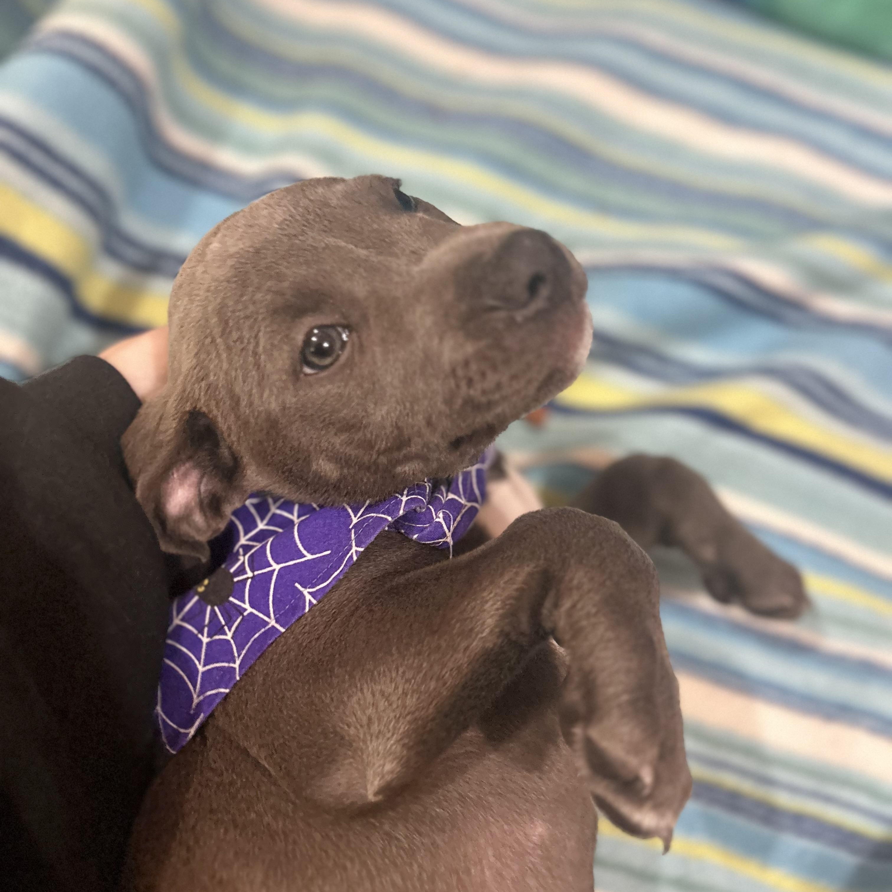 Daphne, an adopted mixed breed in Madison Heights, MI image 2/4