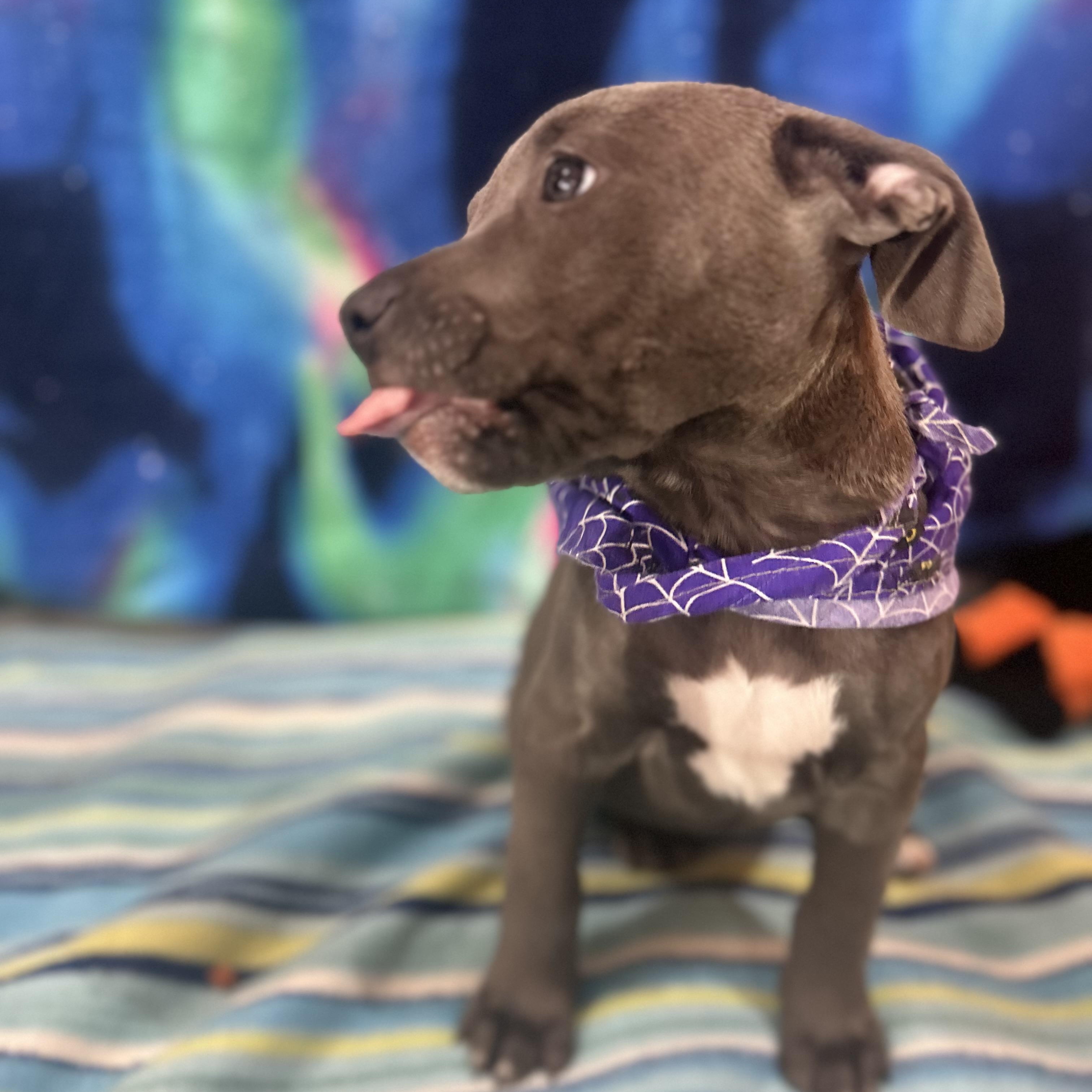 Daphne, an adopted mixed breed in Madison Heights, MI image 4/4