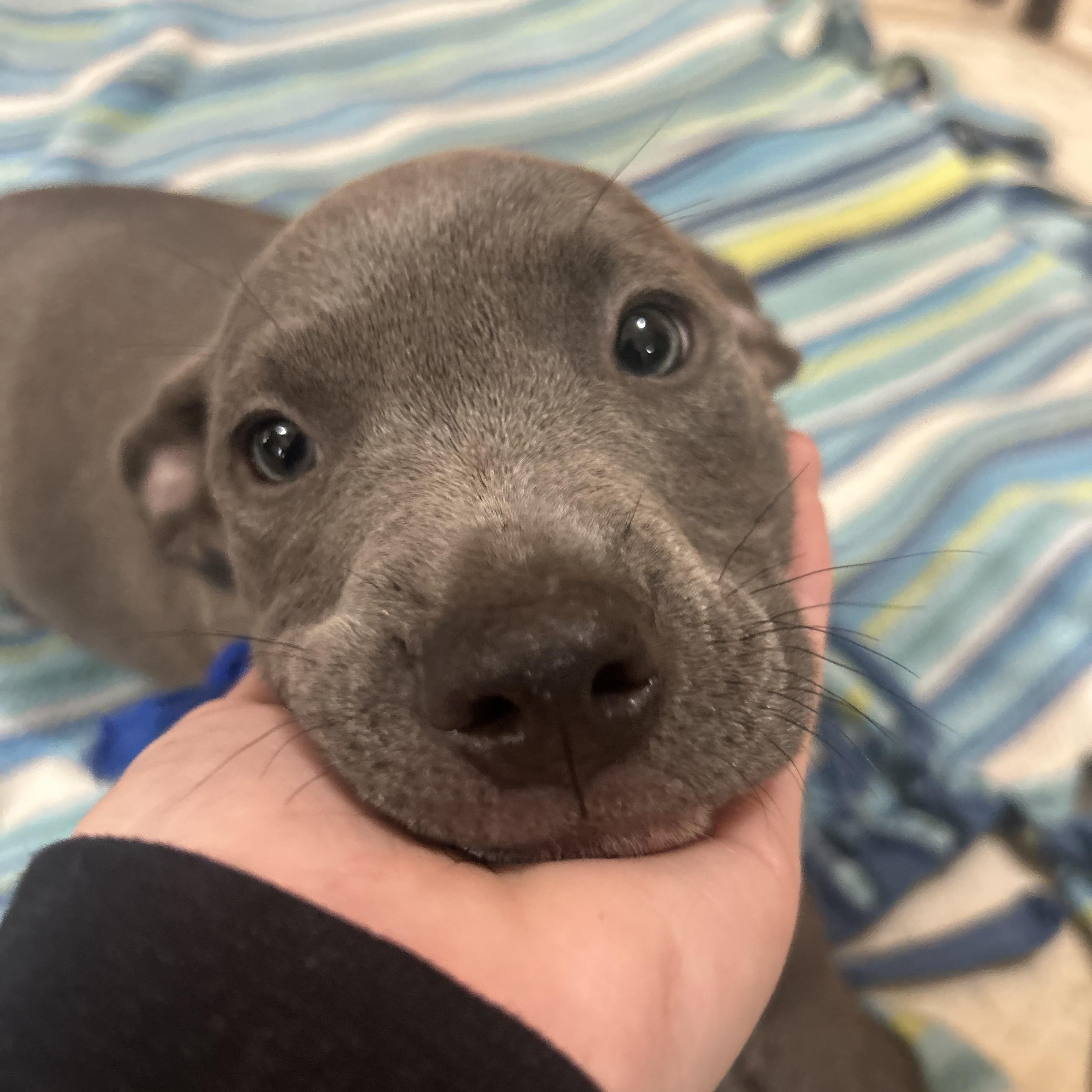 Daphne, adopted, Puppy Female Pit Bull Terrier.