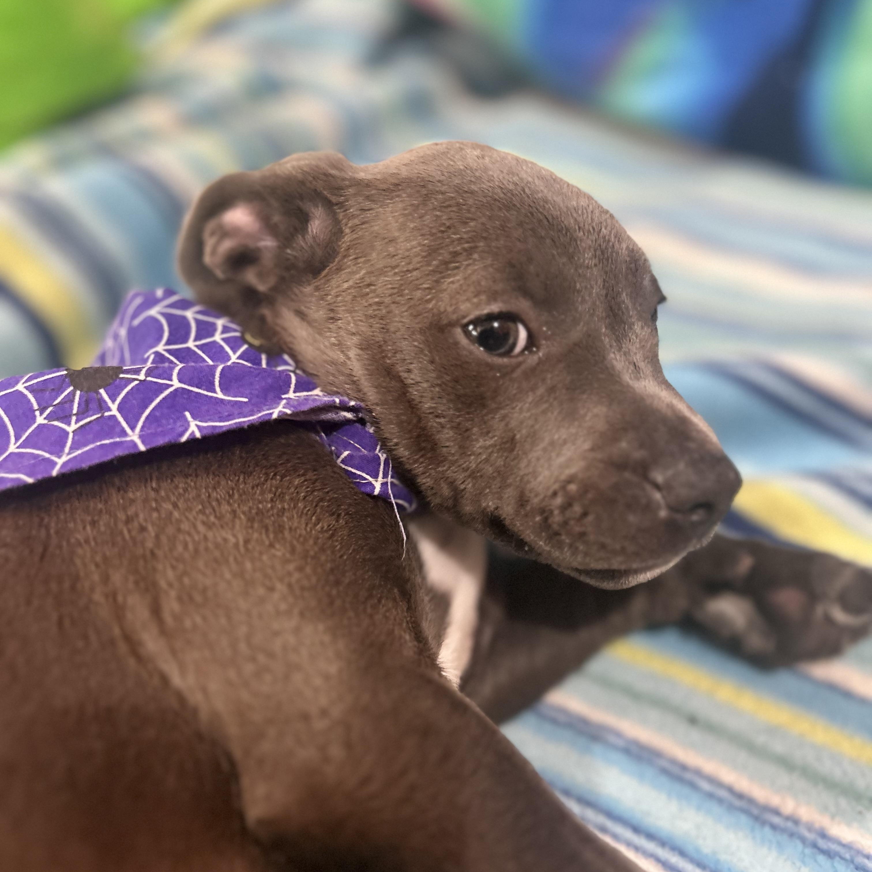 Daphne, an adopted mixed breed in Madison Heights, MI image 3/4