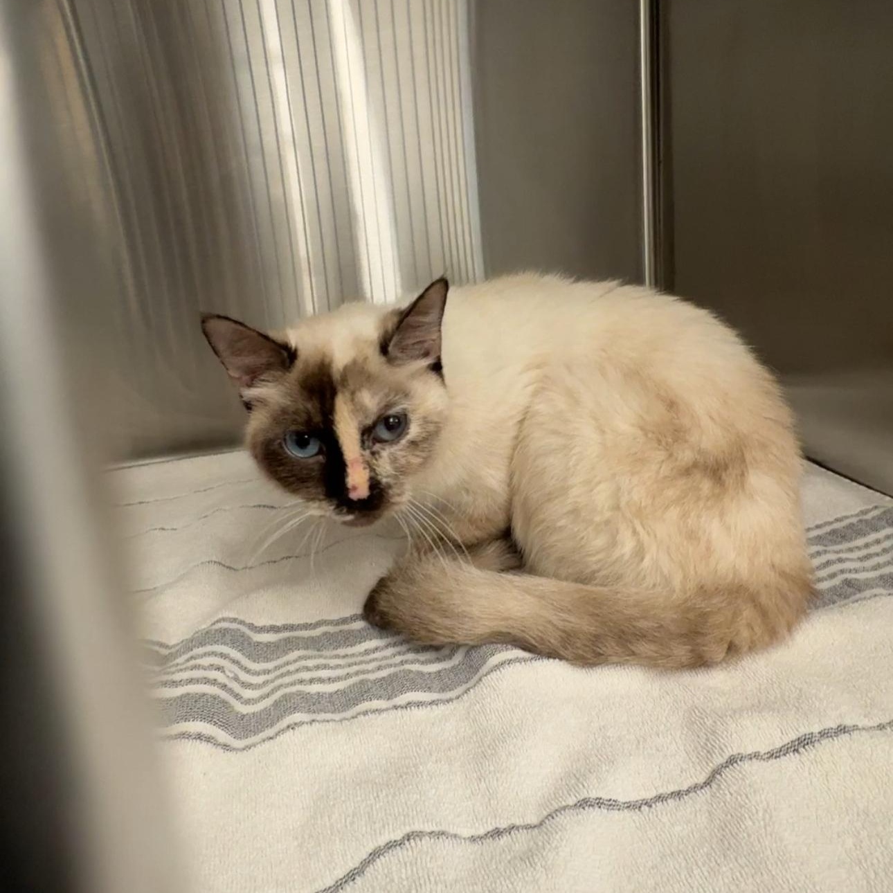 Jem, Adoptable, Young Female Domestic Short Hair & Siamese.