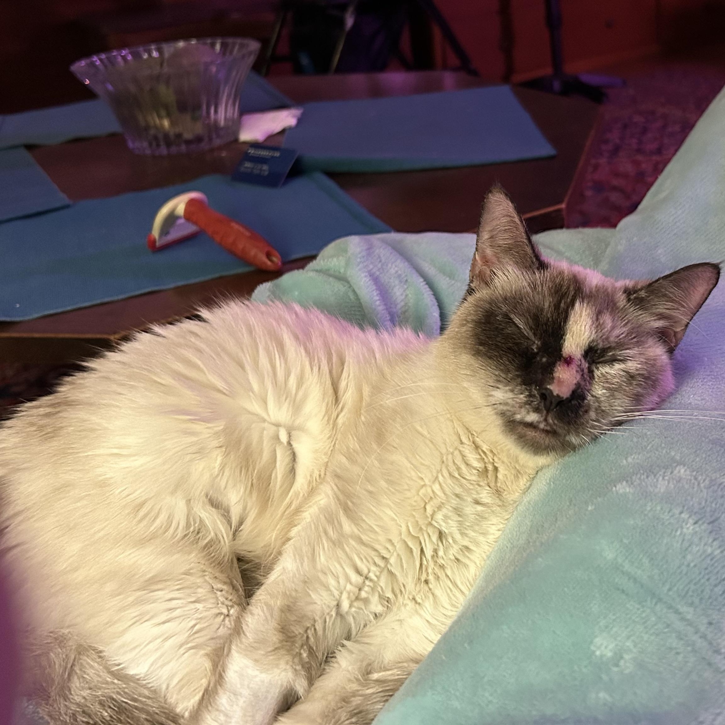 Jem, Adoptable, Young Female Domestic Short Hair & Siamese.