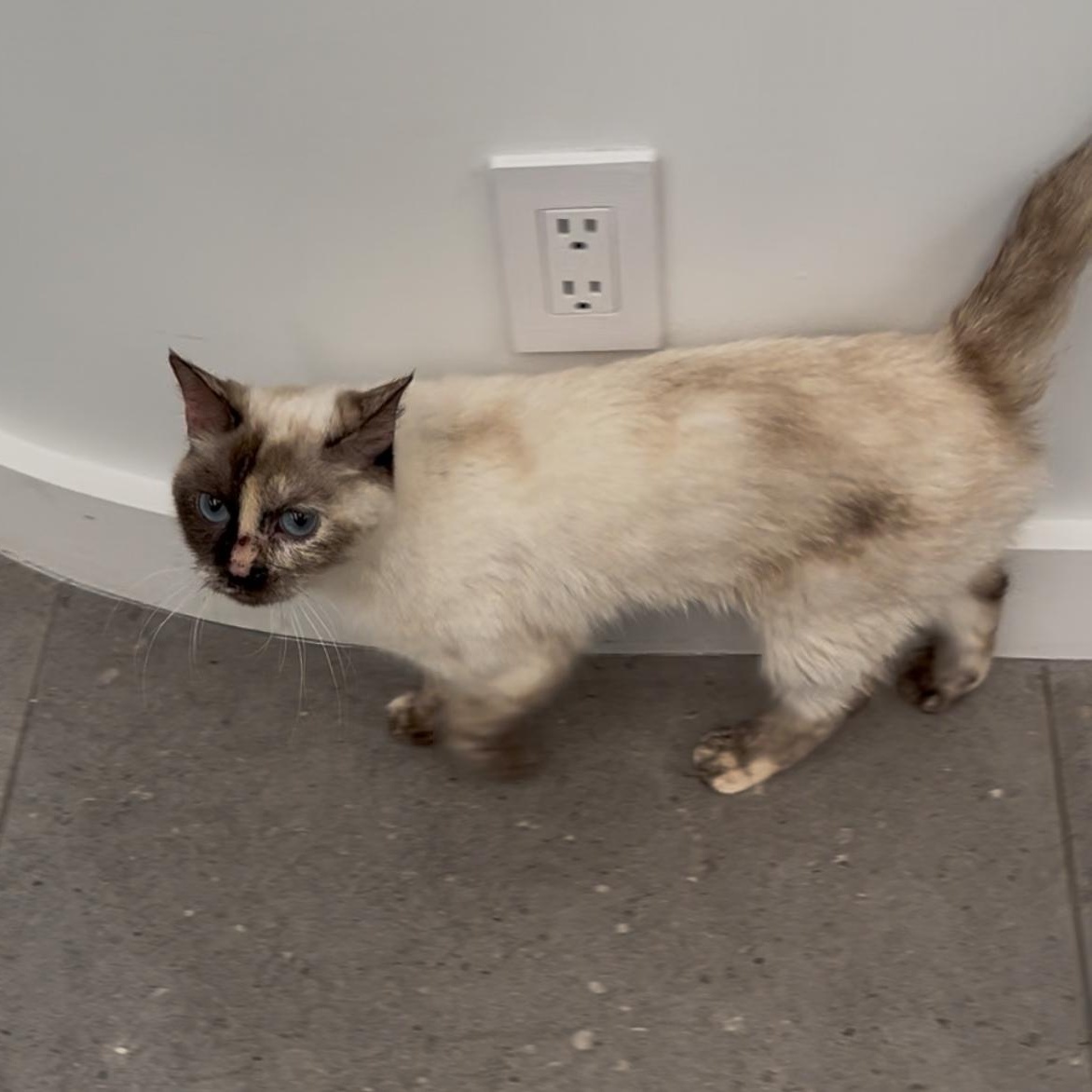 Enlarge Jem, a Adoptable mixed breed in New york, NY image 3/3