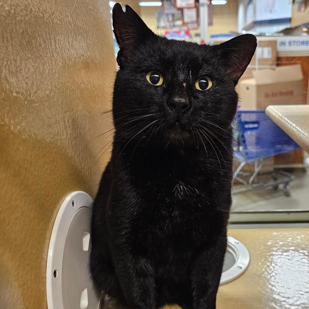 Enlarge Forrest, a Adoptable Domestic Short Hair in Frederick, MD image 1/1