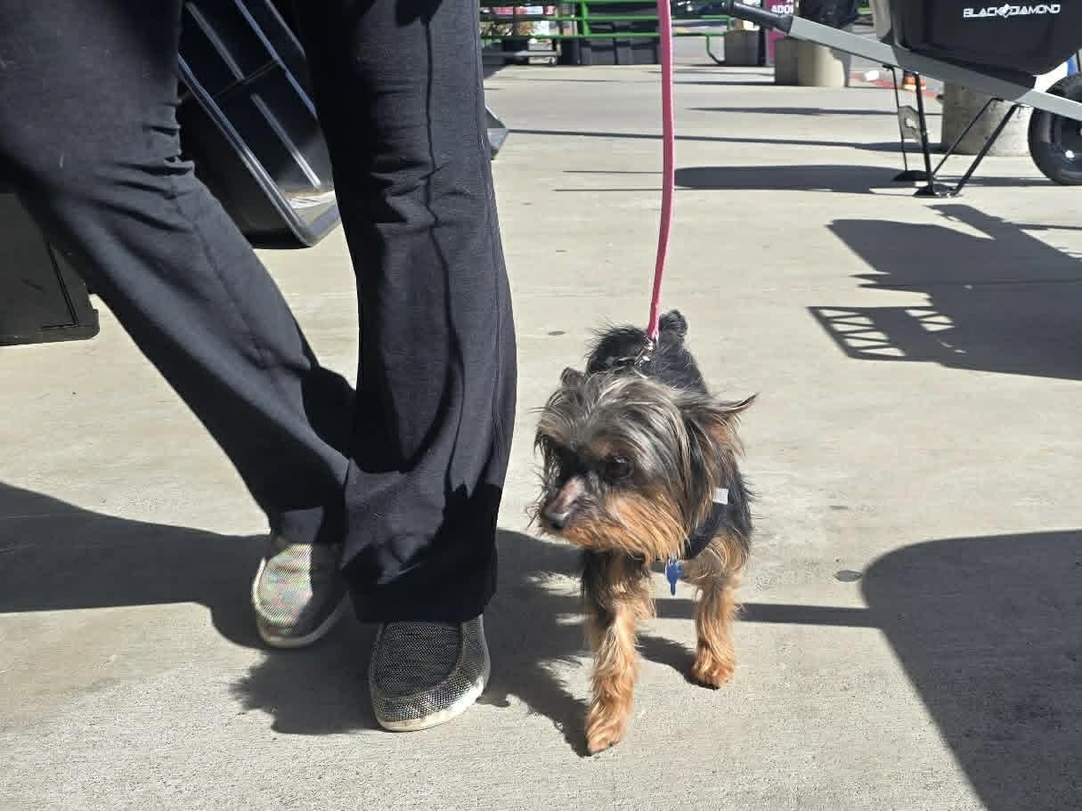Enlarge Cooper, a ADOPTABLE Silky Terrier in Covington, WA image 6/6