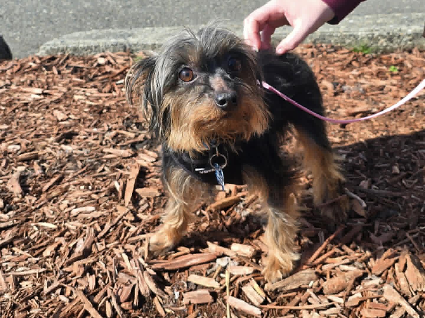 Enlarge Cooper, a ADOPTABLE Silky Terrier in Covington, WA image 2/6
