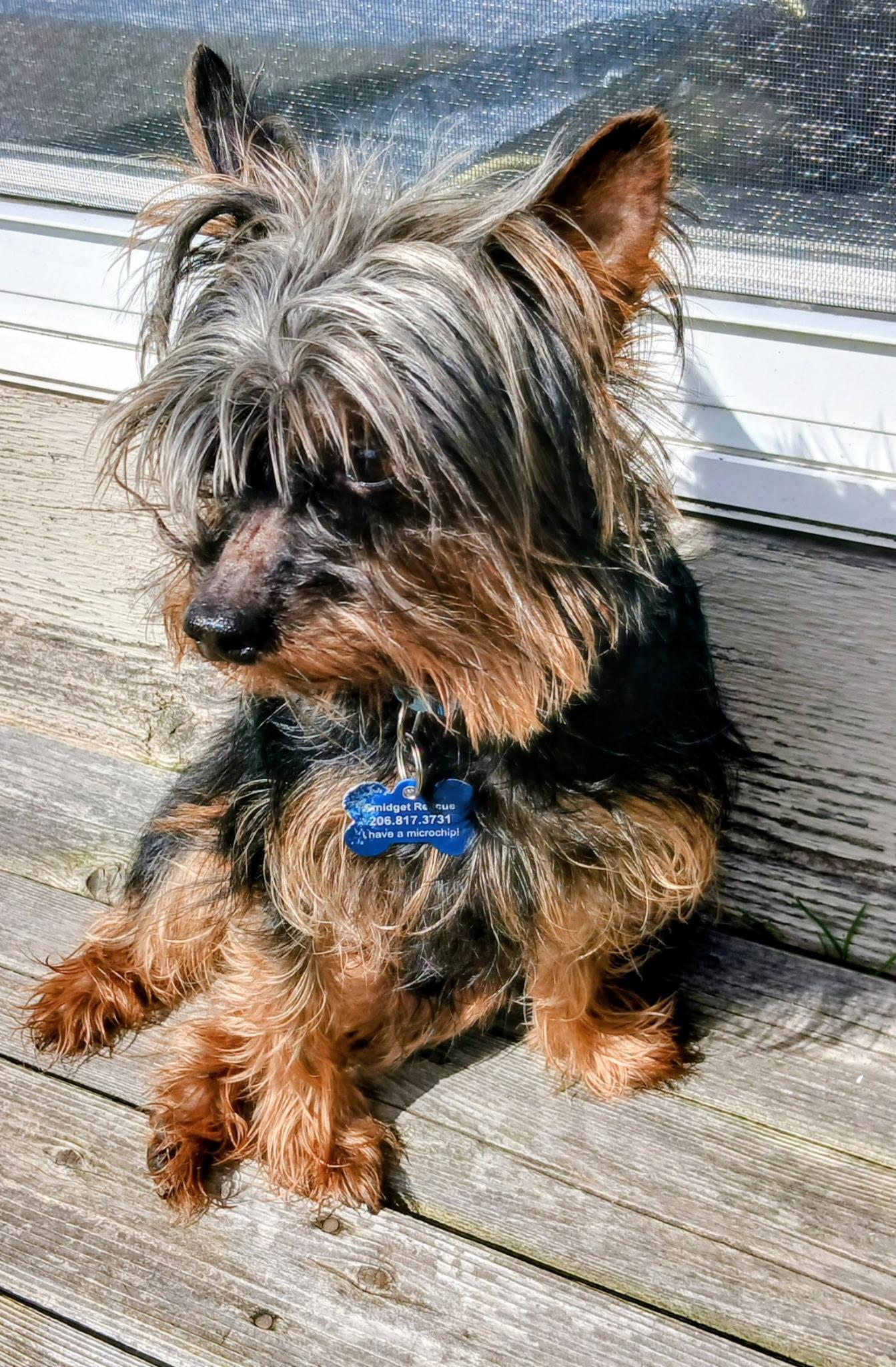 Enlarge Cooper, a ADOPTABLE Silky Terrier in Covington, WA image 5/6