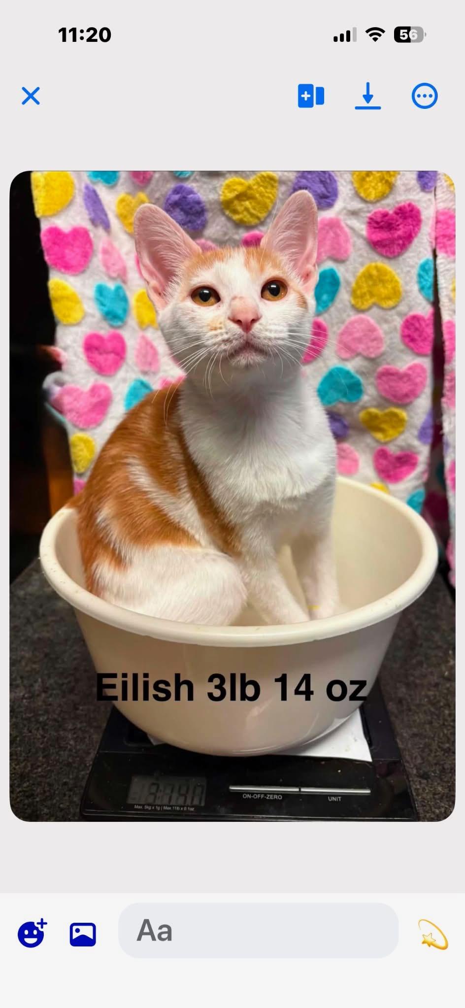 Enlarge Eillish, a Adopted Domestic Short Hair in Mount Pleasant, TX image 1/1