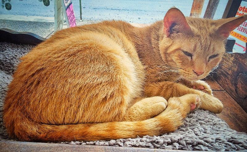 Queso, Adoptable, Senior Male Domestic Short Hair.