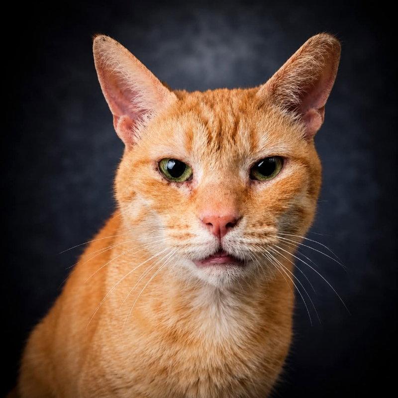 Enlarge Queso, a Adoptable Domestic Short Hair in Gettysburg, PA image 2/3