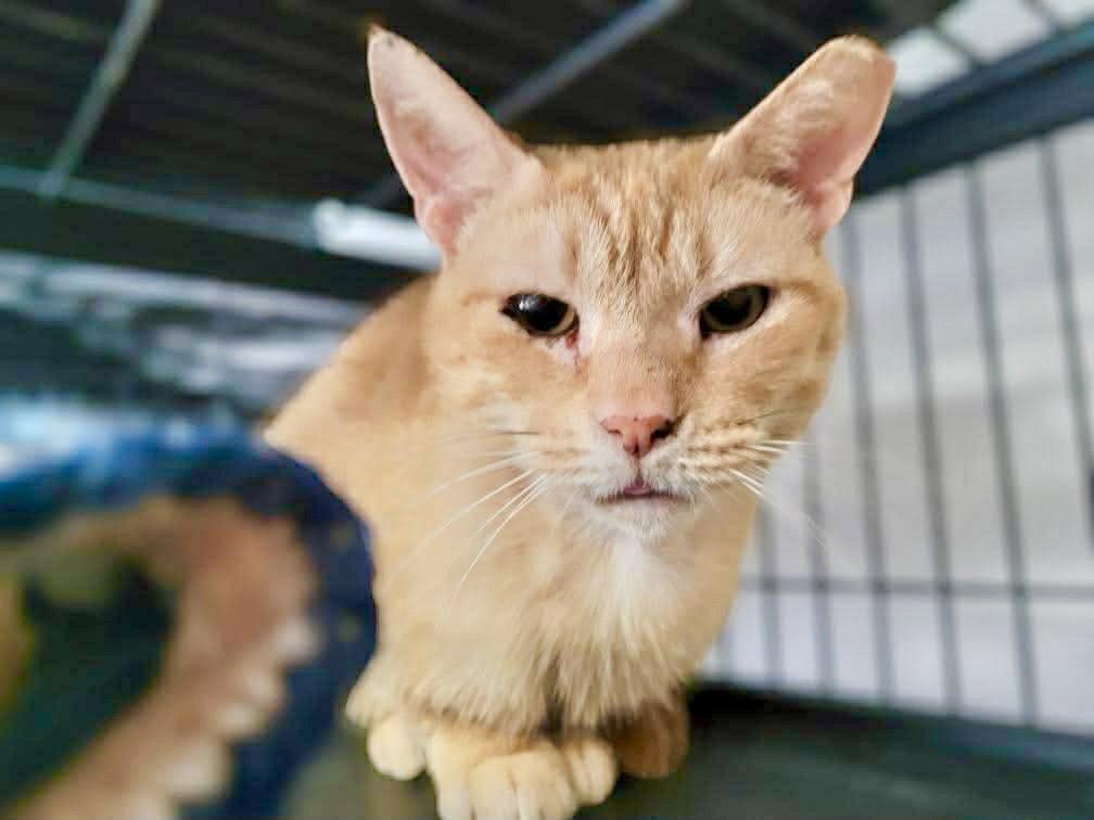 Enlarge Queso, a Adoptable Domestic Short Hair in Gettysburg, PA image 3/3