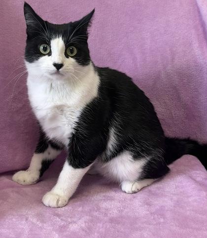 Dorito, Adoptable, Young Female Domestic Short Hair.