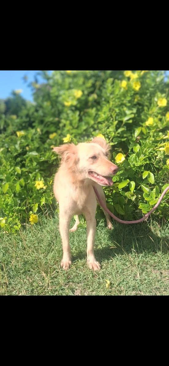 Enlarge RAYDEN (FOSTER OR FOSTER TO ADOPT), a ADOPTABLE mixed breed in Ajax, ON image 3/4