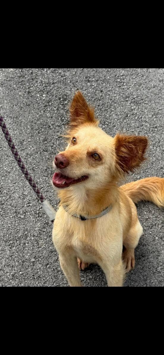 Enlarge RAYDEN (FOSTER OR FOSTER TO ADOPT), a ADOPTABLE mixed breed in Ajax, ON image 2/4