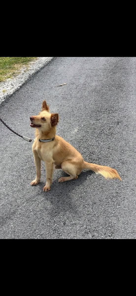 Enlarge RAYDEN (FOSTER OR FOSTER TO ADOPT), a ADOPTABLE mixed breed in Ajax, ON image 4/4