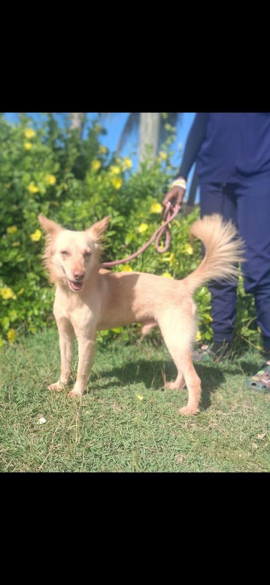 RAYDEN (FOSTER OR FOSTER TO ADOPT), ADOPTABLE, Adult Male Mixed Breed.