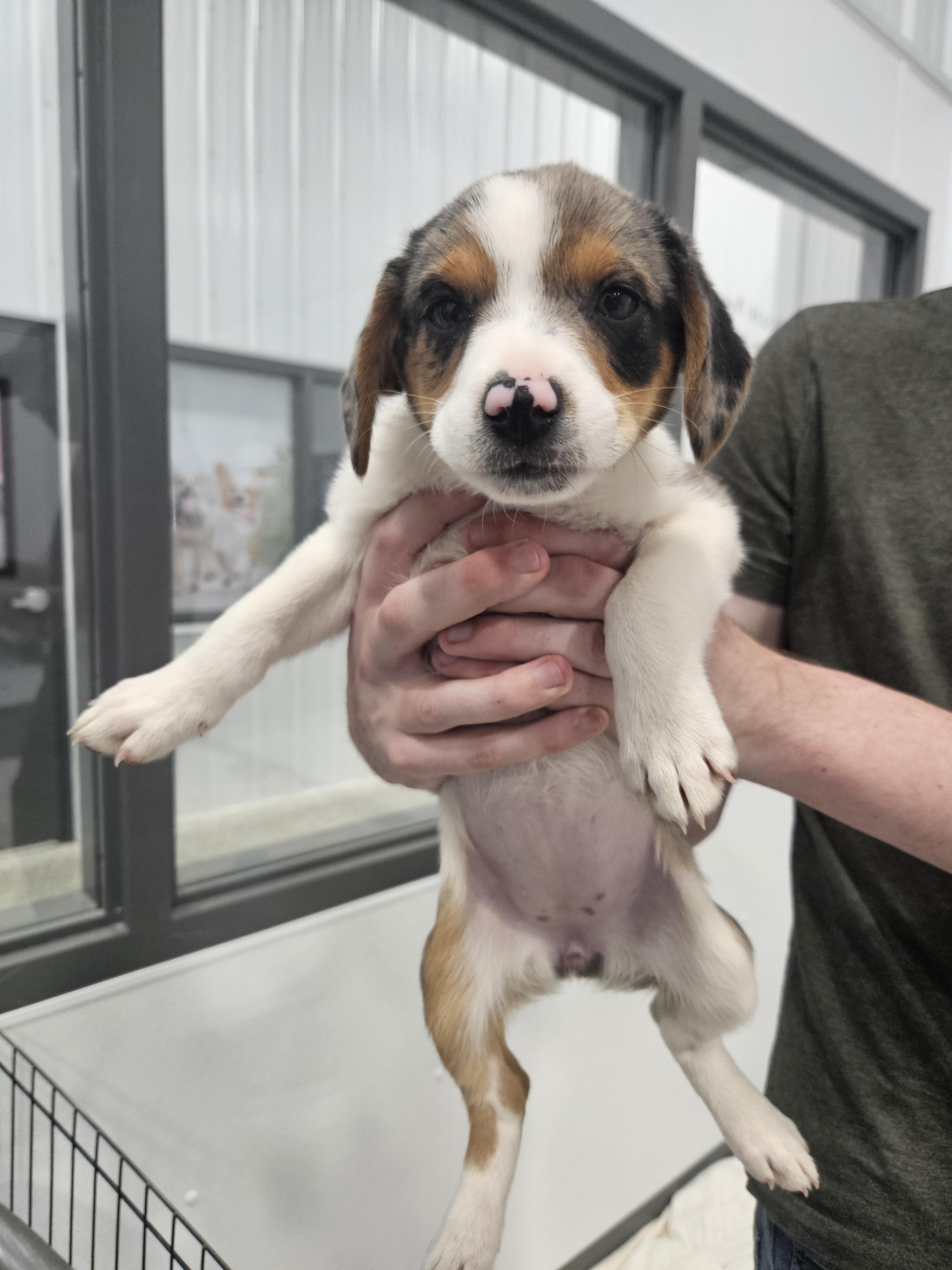 Enlarge Summer, an adopted mixed breed in Kalamazoo, MI image 1/1