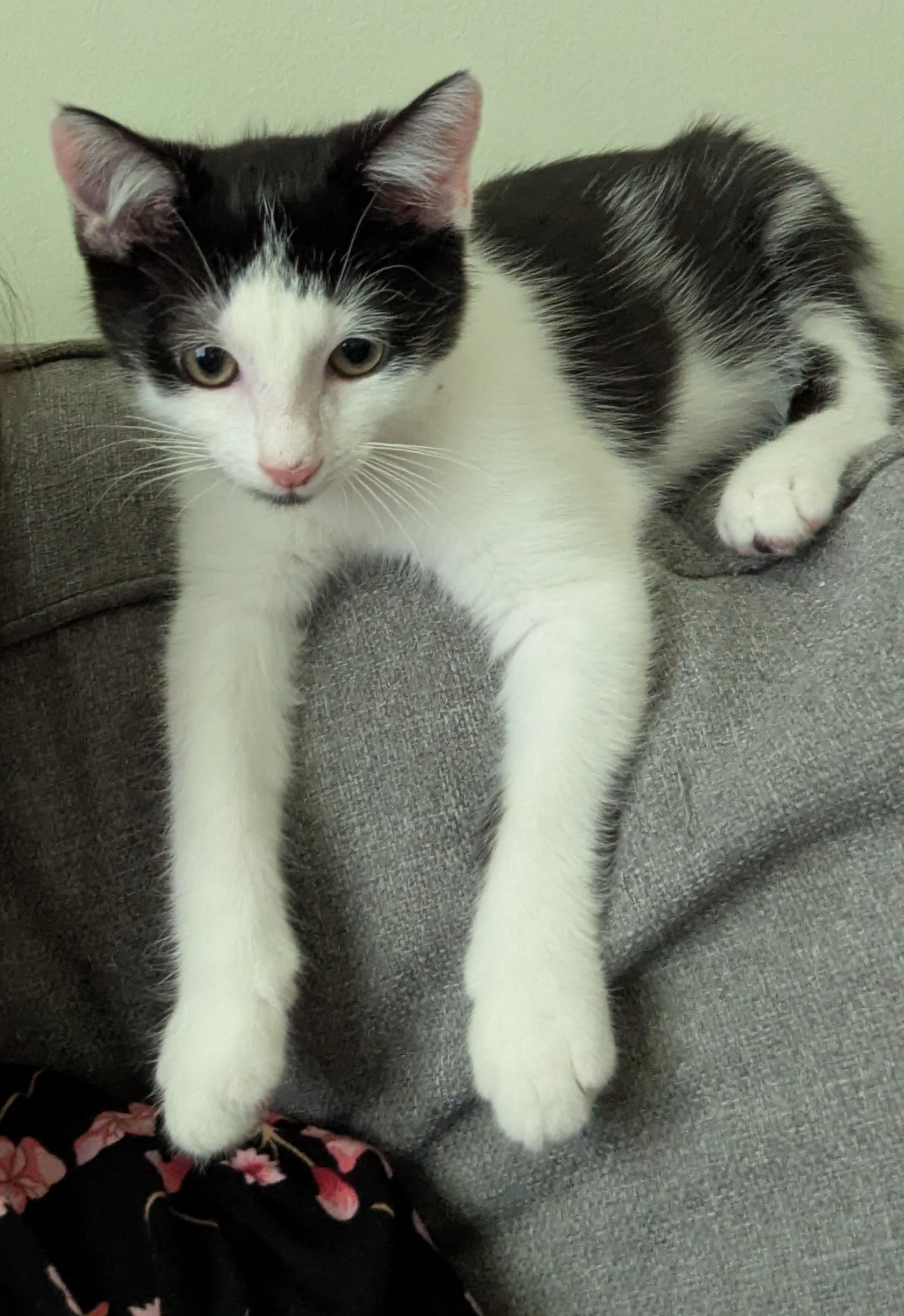 Enlarge Abraham Blinkin, a Adoptable Domestic Short Hair in Smyrna, GA image 1/5