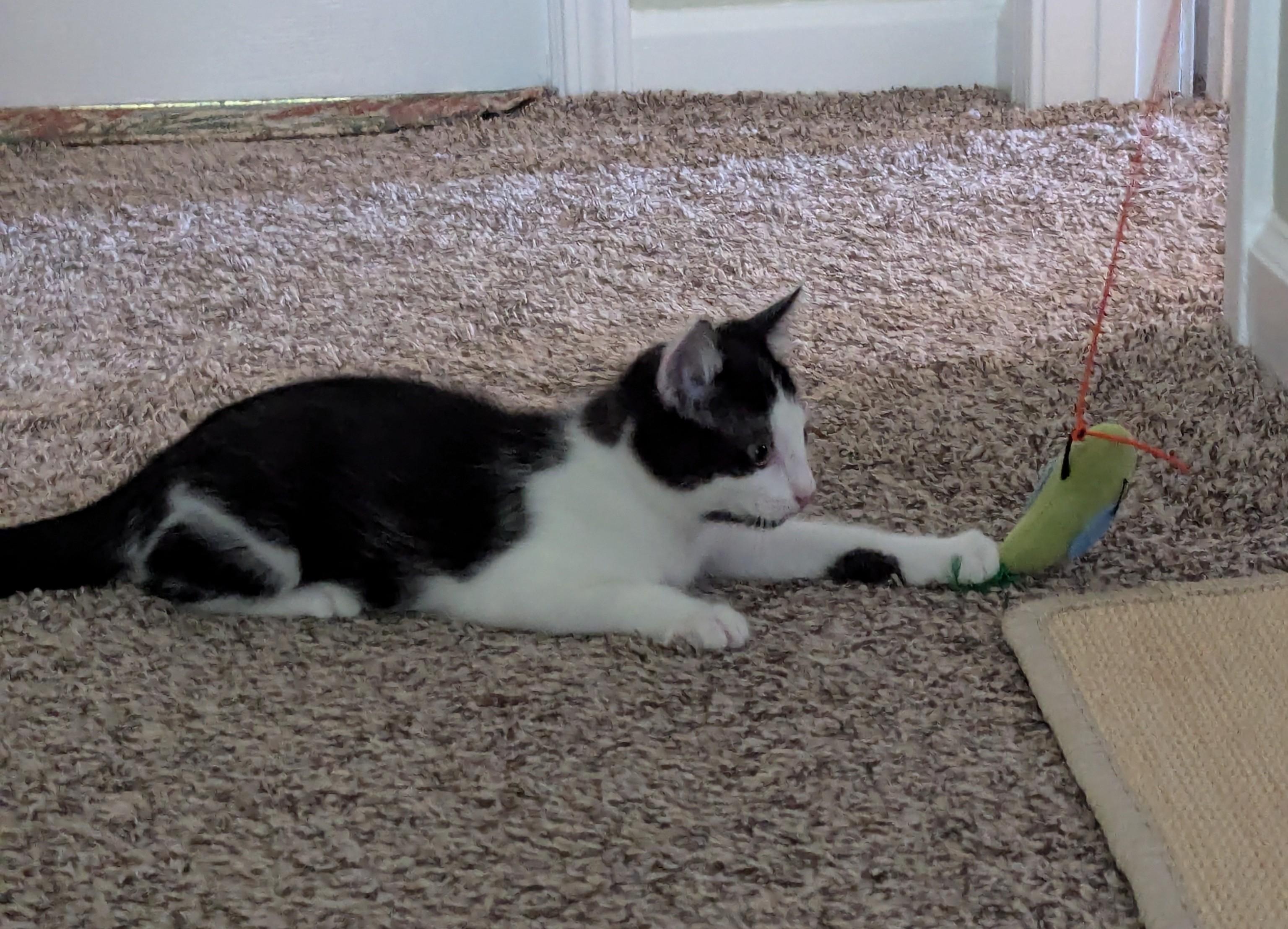 Enlarge Abraham Blinkin, a Adoptable Domestic Short Hair in Smyrna, GA image 2/5