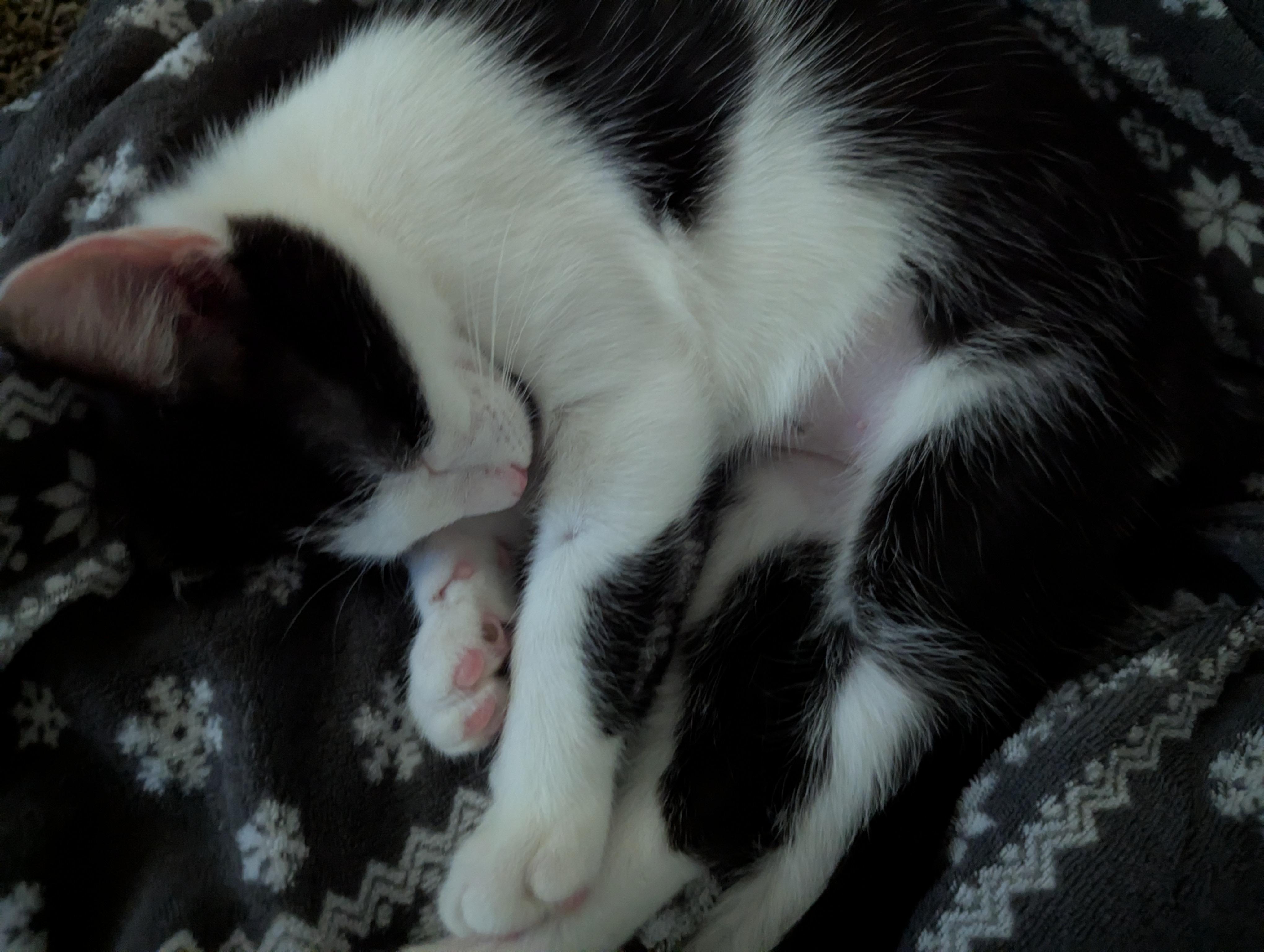 Enlarge Abraham Blinkin, a Adoptable Domestic Short Hair in Smyrna, GA image 3/5