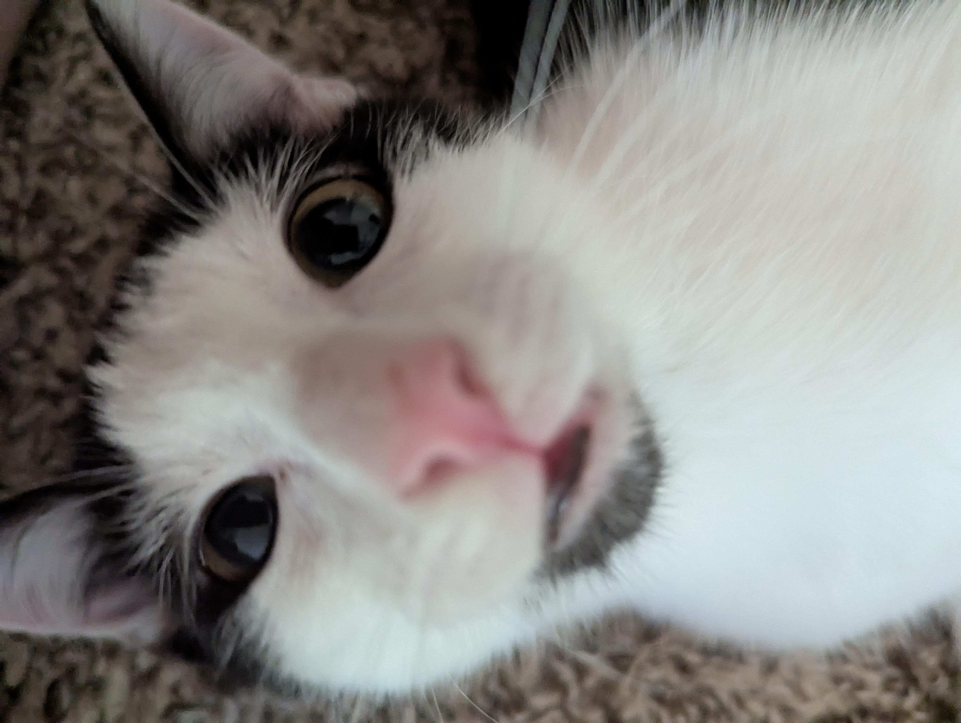 Enlarge Abraham Blinkin, a Adoptable Domestic Short Hair in Smyrna, GA image 4/5