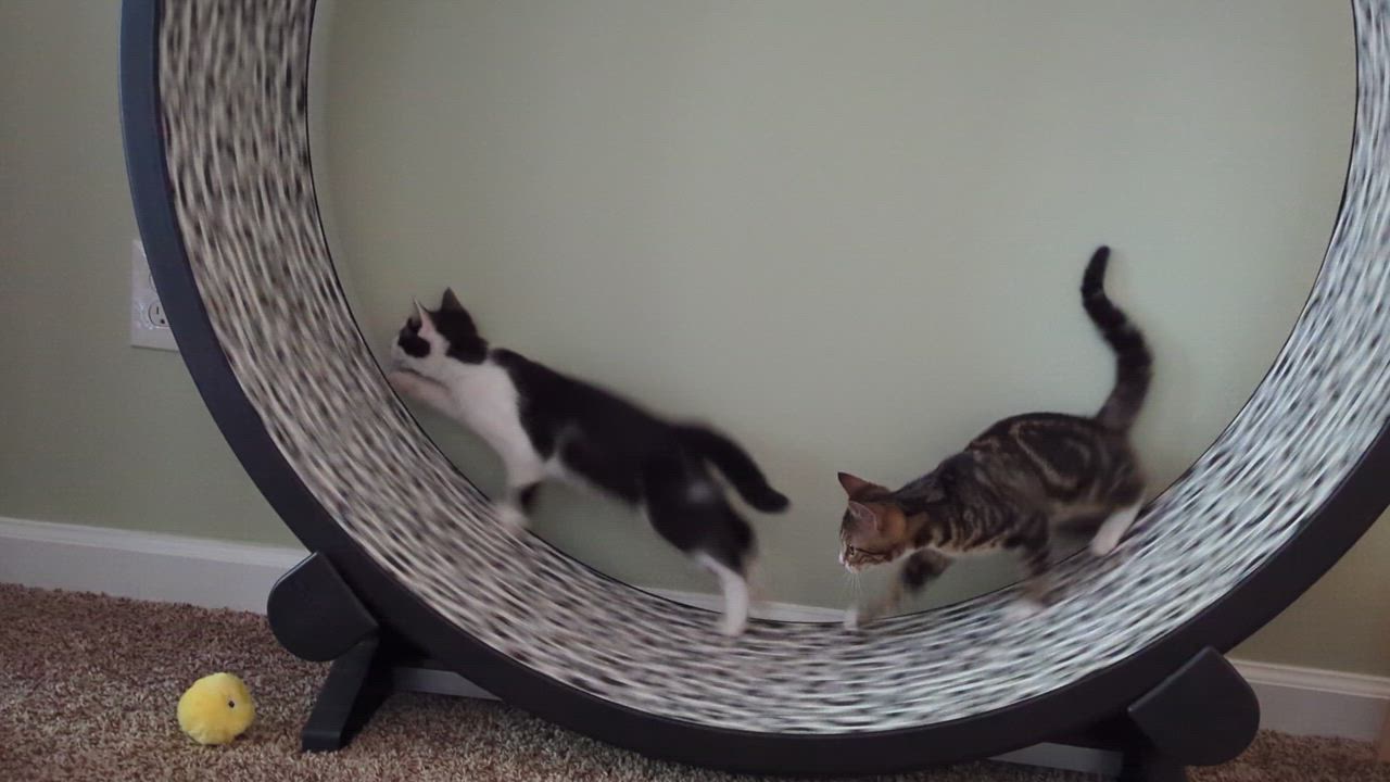 Enlarge Abraham Blinkin, a Adoptable Domestic Short Hair in Smyrna, GA video 5/5