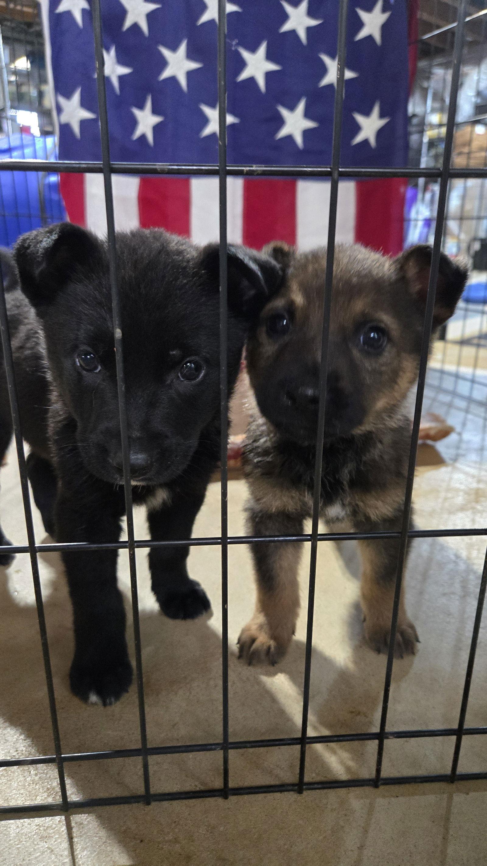 Enlarge Leisl 7301, a Adoptable German Shepherd Dog in Centreville, VA image 1/3