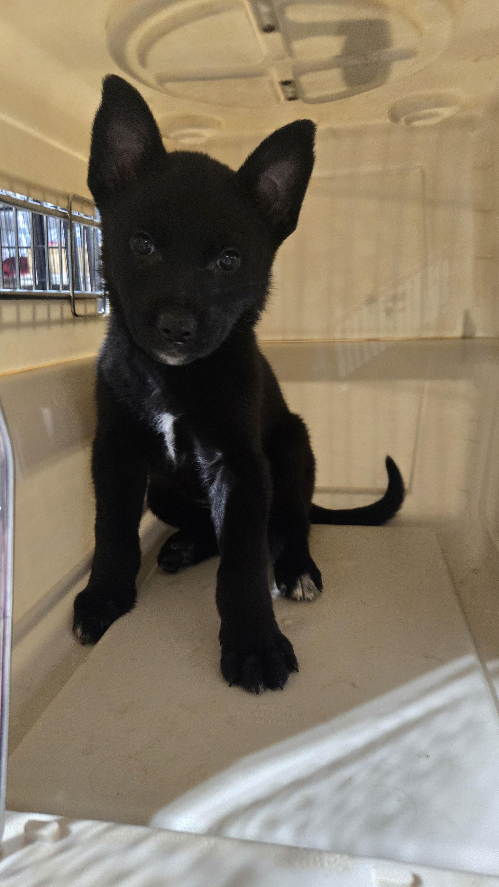 Enlarge Leisl 7301, a Adoptable German Shepherd Dog in Centreville, VA image 2/3