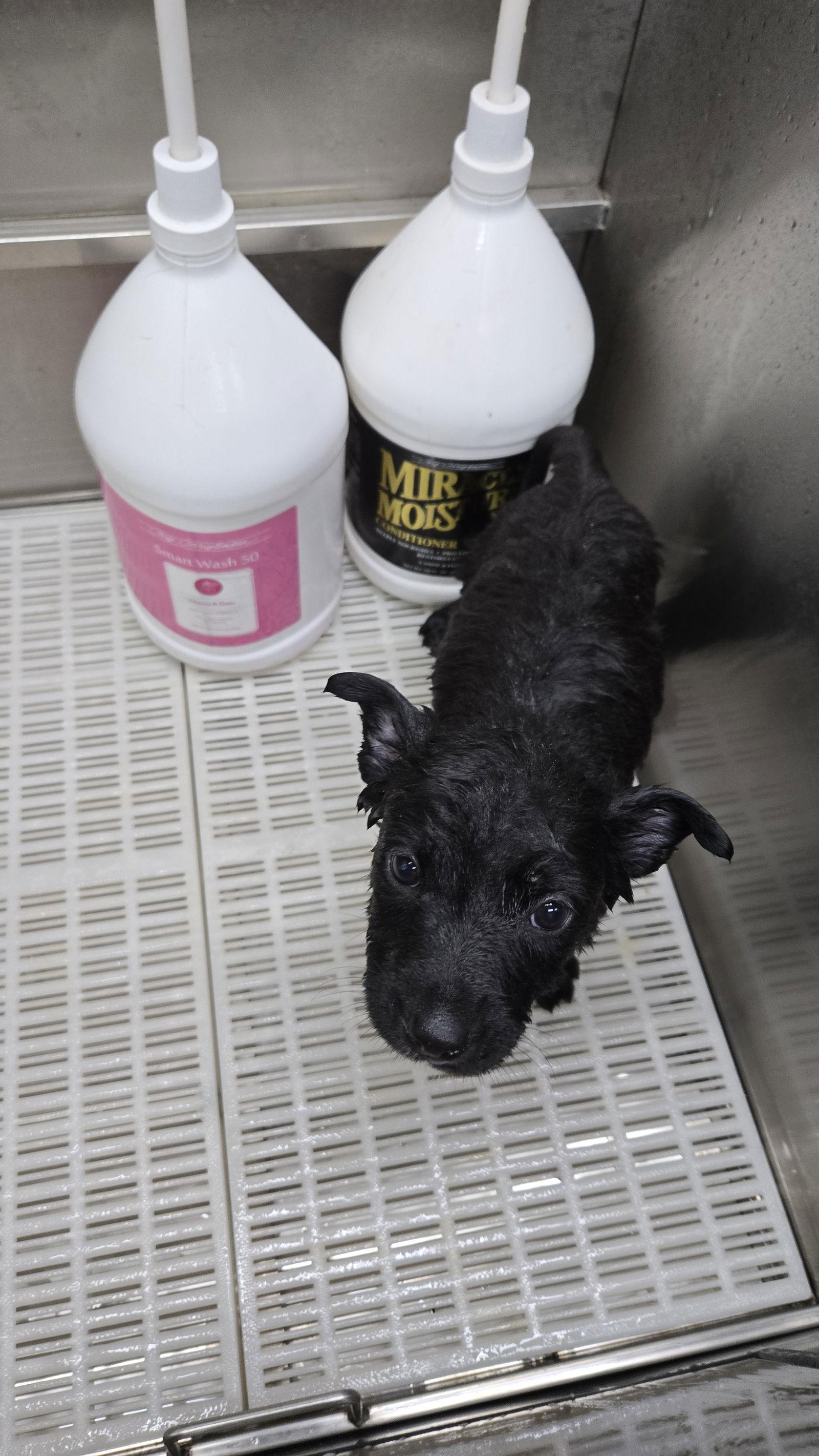 Enlarge Leisl 7301, a Adoptable German Shepherd Dog in Centreville, VA image 2/3