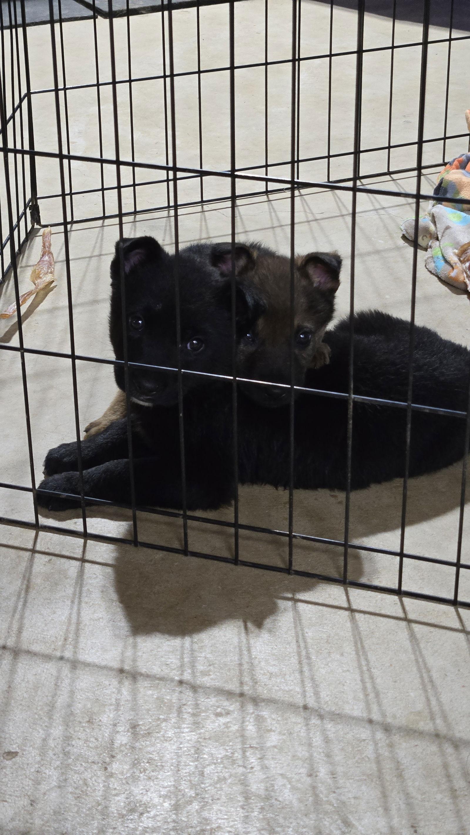 Enlarge Leisl 7301, a Adoptable German Shepherd Dog in Centreville, VA image 3/3