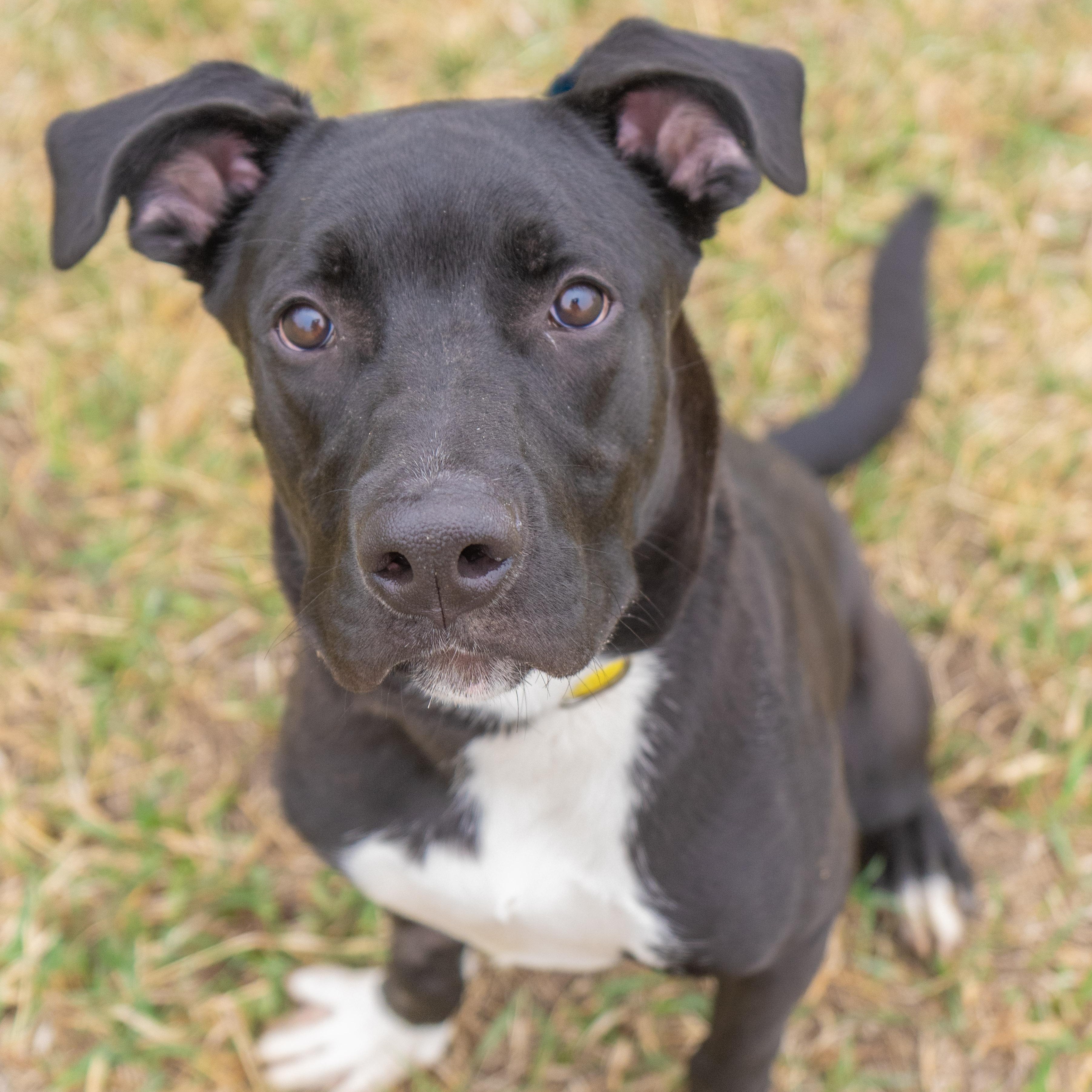 Fonz, ADOPTABLE, Young Male Labrador Retriever & Terrier.